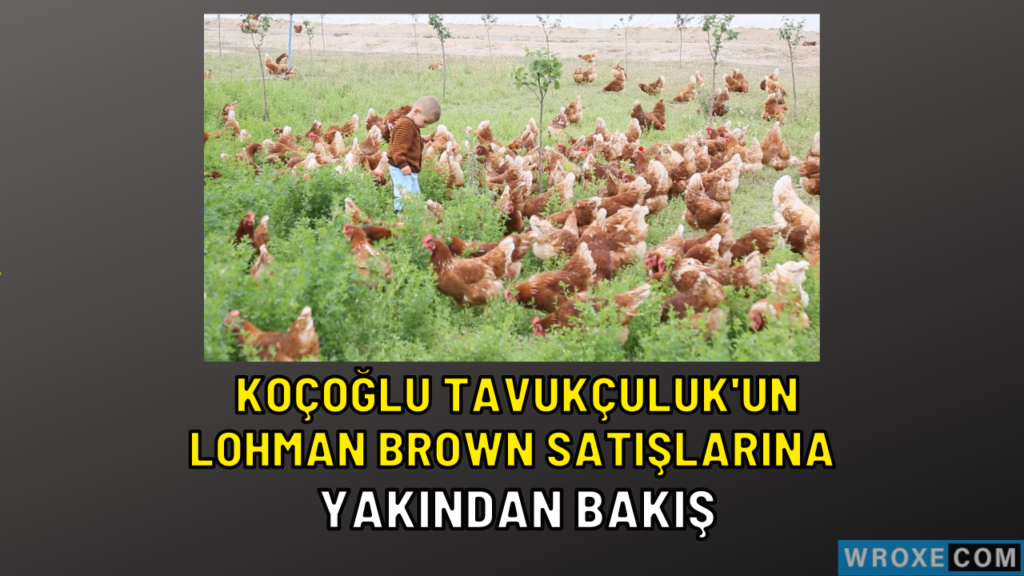 Koçoğlu Tavukçuluk’un Lohman Brown Satışlarına Yakından Bakış