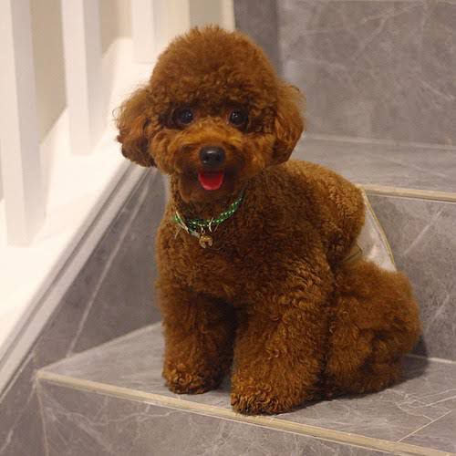 Toy Poodle Özellikleri Nasıl Bir Köpektir
