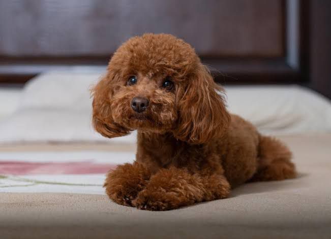 toy poodle