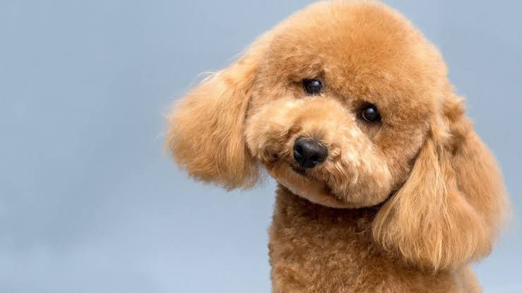 toy poodle
