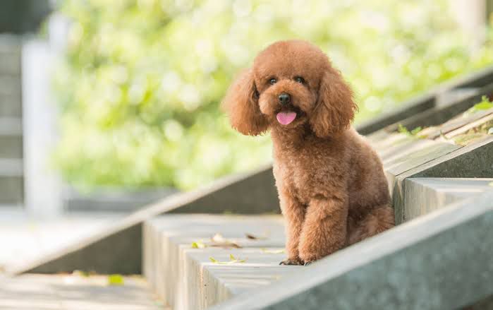 toy poodle